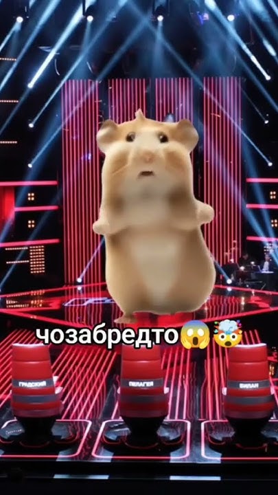 Хамстер бизнес братья в деле тапаем тапаем всей деревней тапаешь ты ...