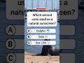 Which animal uses sand as a natural sunscreen? #shorts #usa #quiz