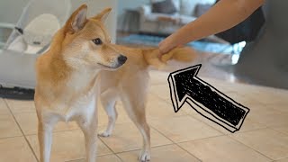 What Happens When I Grab My Dog's Tail?