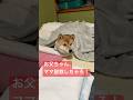 お父ちゃん、ママやっつけちゃろシリーズ。寝ようとしていた心亜には悪いが、心亜のママを助けようとする気持ちを最確認。益々心亜を愛せたわ。#柴犬 #しばいぬ #癒し #心亜 #dog #shibainu