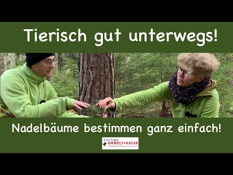 Video: Was tötet meine Nadelbäume?