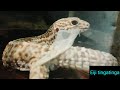 Leopard gecko shedding time lapse | Eiji Tingatinga