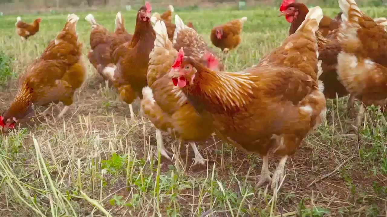 For creature comforts, choose RSPCA Approved