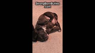 American Bully PUPPIES 2024