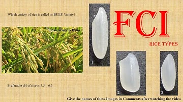 Classification of cultivated Rice plant types