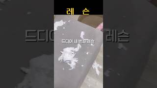 다묘가정의 교훈 일희일비않기 #catshorts #cat #catvideos #고양이 #고양이일상 #윤호유노 #thankyou #다묘가정