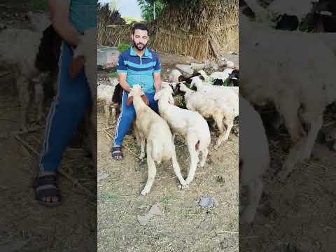 الراجل بيقول ايه 01017402029  01278125002