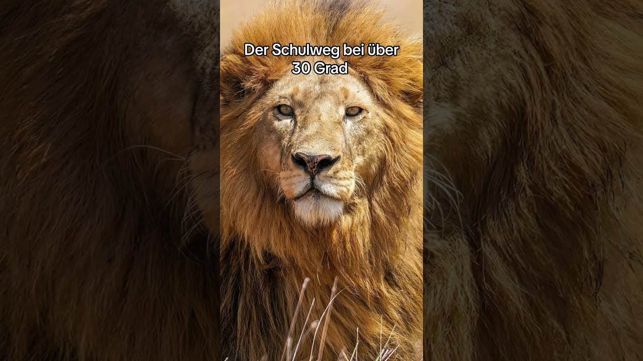 Dein 3 Emoji Ist Deine Reaktion Unterhaltung Comedy Viralshort