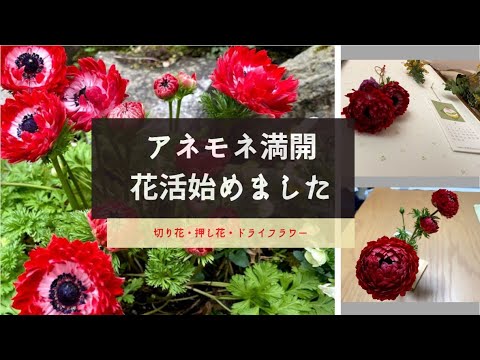 庭の花 鉢植え八重咲アネモネが満開 切り花 押し花 ドライフラワーで使いましょ Anemone In Full Bloom Youtube 庭の花 鉢植え八重咲アネモネが満開 切り花 押し花 ドライフラワーで使いましょ Anemone In Full Bloom Youtube