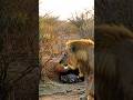 When Momma Porcupine Said NOT TODAY 🚨 WHAT HAPPENS NEXT SHOCKED EVERYONE! 😱🦁 #animals