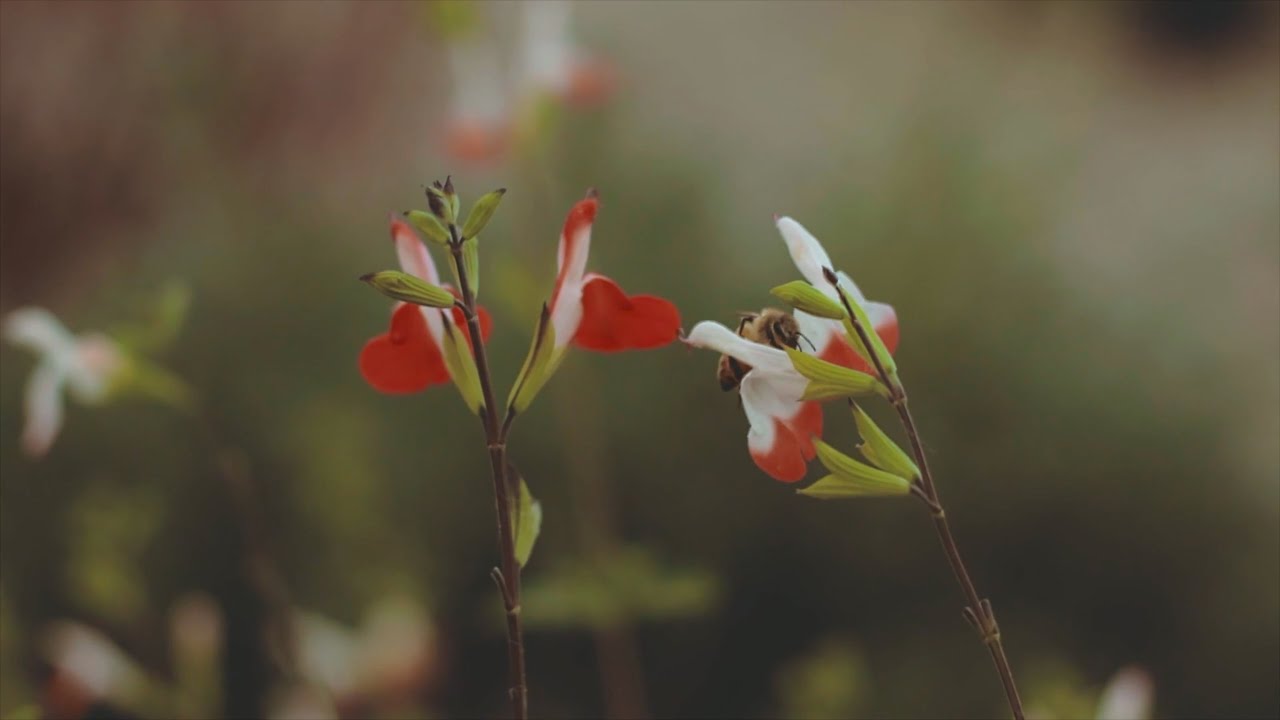 Orion - Cinematic Inspirational Epic Trailer Music | Royalty Free