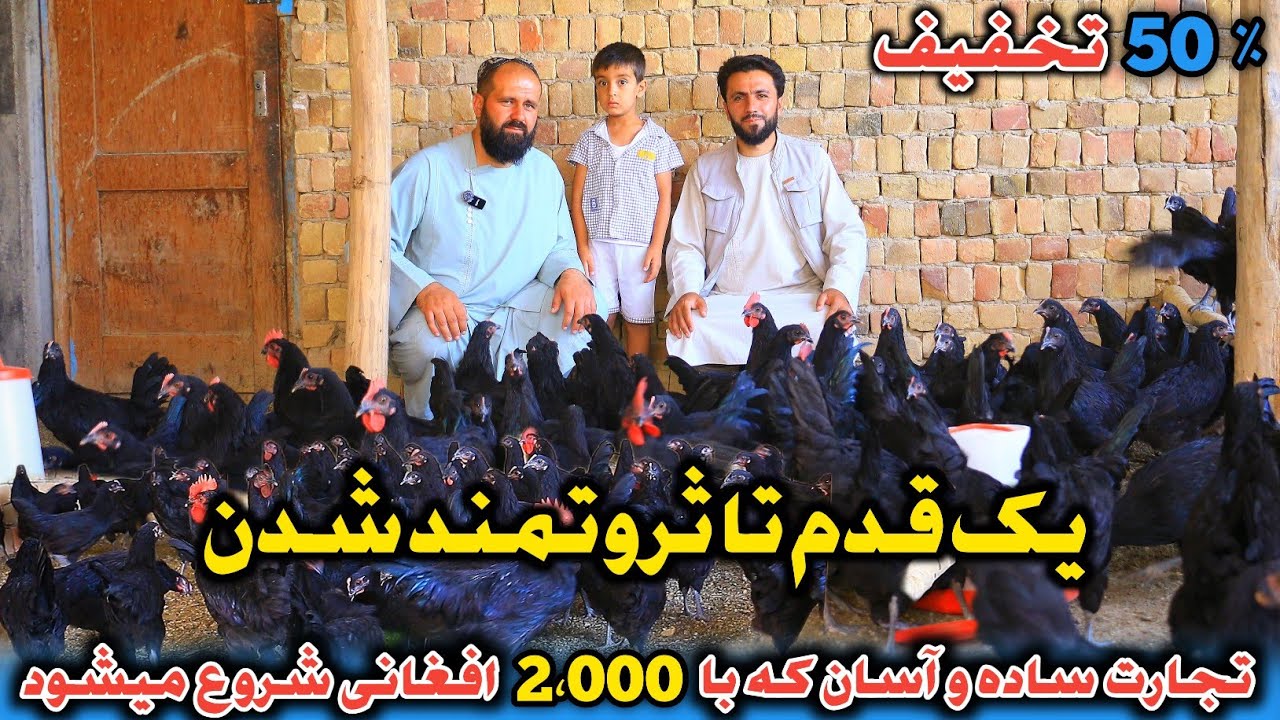 در یک قدمی ثروتمند شدن|تجارت ساده و آسان که با 2،000 افغانی شروع میشود|عاید باور نه کردنی مرغداری 🐔 