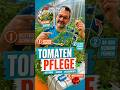 Tomatenpflege beginnt viel früher.🍅Düngertool und Infos zur Tomatenpflege findest du hier