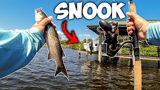 GIANT Live Mullet is the SECRET to Catching MONSTER DOCK SNOOK!