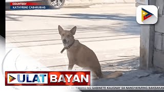 The Singing Dog Na Si Sky, Nag - Trending Via Diane Querrer