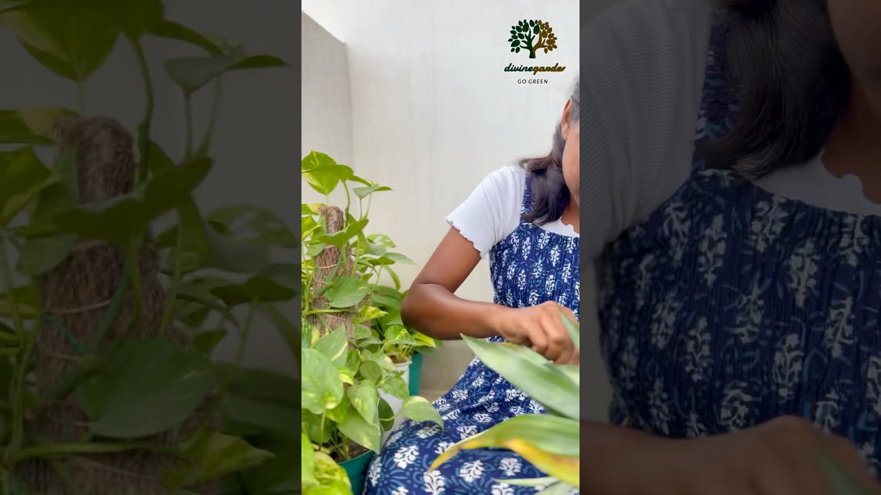 How to grow pineapple at home🍍 / hydroponic propagation 