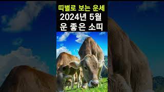 띠별운세! 2024년 5월 소띠운세! 대박나는 소띠운세! 갑진년 5월 한달운세! #띠별운세, #사주, #대박…