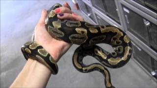 SubAdult Yellow Belly Ball Python