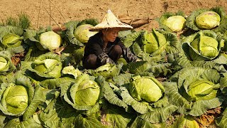 Grandma pickled cabbage with Coke｜年後兒孫外出打工，包菜太多吃不完，阿婆用雪碧醃製，爽脆過癮｜广西 美食 玉林阿婆