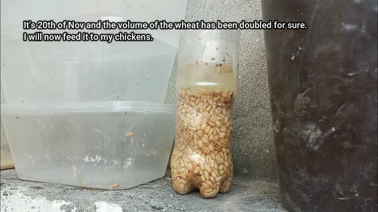 How to ferment grains and double the volume YouTube