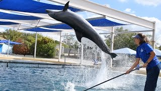 Koko's Front Flip/Backdive Training Session - Inside Look at SeaWorld San Antonio - November 3, 2023