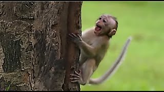 The Real Hard Life Of Abandoned Baby Monkey Candy In Monkey Group ( Send To The Owner )