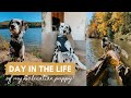 a day in the life of my Dalmatian puppy!