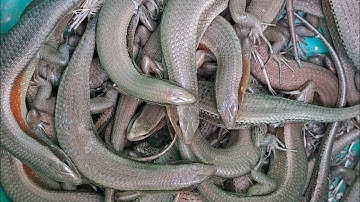 Câu Rắn Mối Bằng Mồi, Dế Dính Thấy Mê