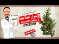 الأسرار العلاجية لـ نبات السرو Cupressus 