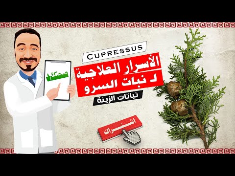 الأسرار العلاجية ل نبات السرو 