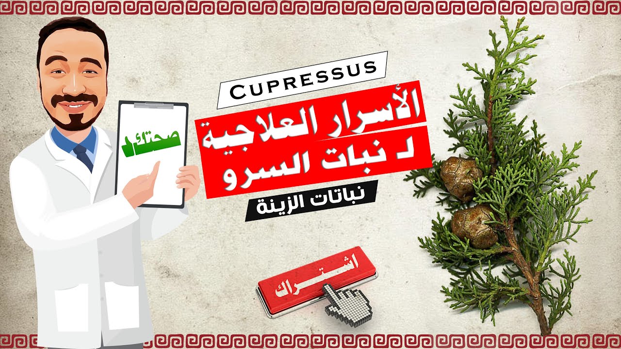 الأسرار العلاجية لـ نبات السرو | Cupressus