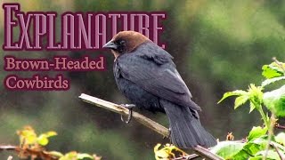 Brown-Headed Cowbirds