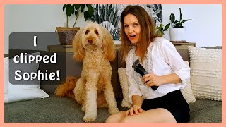 GOLDENDOODLE GROOMING: 1ST TIME CLIPPING MY DOG | My Experience