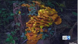 Jack-o'-lantern mushroom