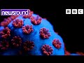 Our changing planet how scientists are helping coral  newsround