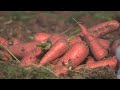 На полях Волгоградской области завершается уборка моркови
