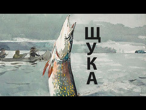 Чем вредно или полезно мясо щуки?