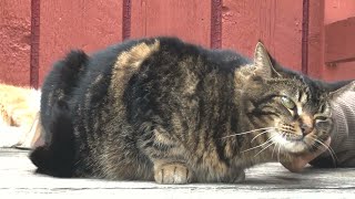 Pat cats. The cats enjoy patting and feel relax and comfortable. Peaceful time. by Iris Shine 115 views 10 months ago 1 minute, 56 seconds