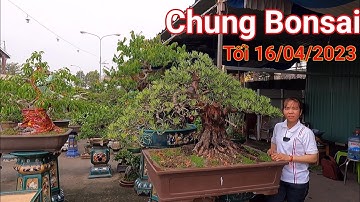 Quá đã mắt với nhiều tác phẩm Bonsai đẹp mắt tại vườn Bé Chung ở Dĩ An Bình Dương.
