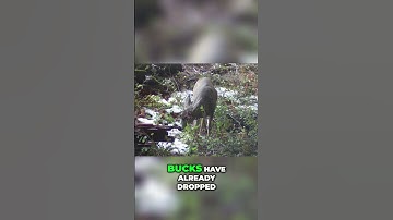 Bucks Regrowing Antlers: Nature