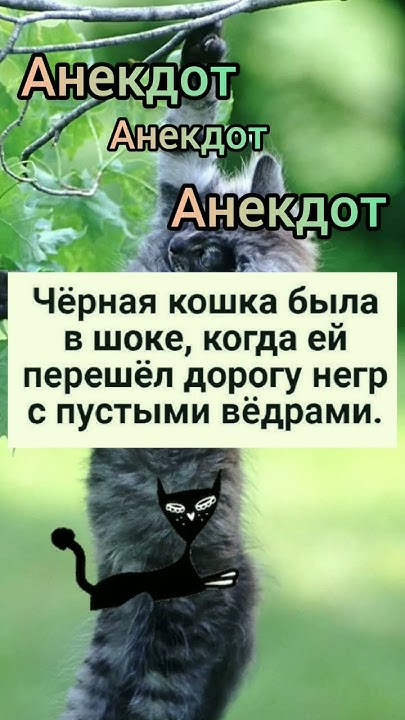 Анекдот про кошку. - YouTube