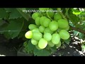 Ранние сорта винограда 2019. Дарья и Ландыш