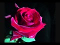 Rosas para mamá