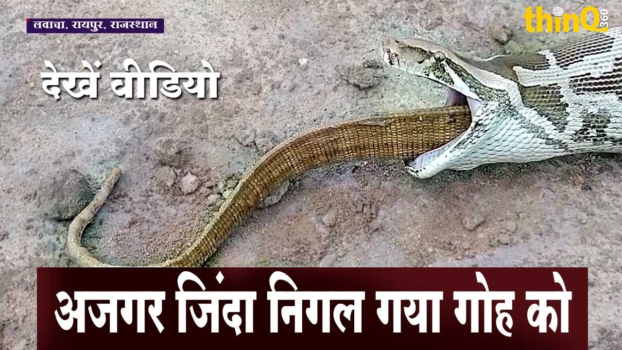 Python Hunts And Swallows Monitor Lizard Rescued By Snake Catcher python-hunts-and-swallows-monitor-lizard-rescued-by-snake-catcher