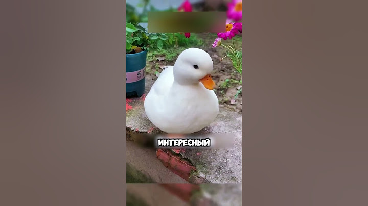самый милый домашний питомец 🐣 🦆 #животные #новости