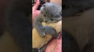 Hug me please Scottish fold kitten hugging a puppy