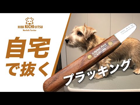 子犬は自宅でプラッキング頑張ってますの件【ノーフォークテリア  norfolkterrier  puppy 犬 dog  】