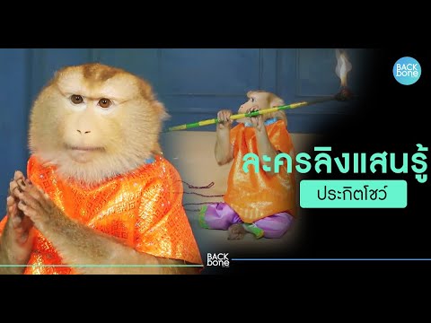 สัตว์เลี้ยง แสนน่ารัก - Youtube