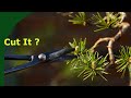 Pruning pine bonsai buds candles and branches