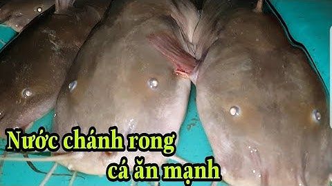 Câu cá ngát_nước chánh rong cá ngát ăn mạnh